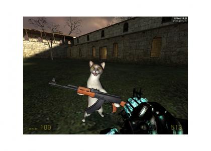War cat!