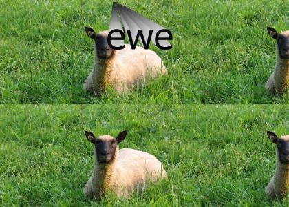 ewe