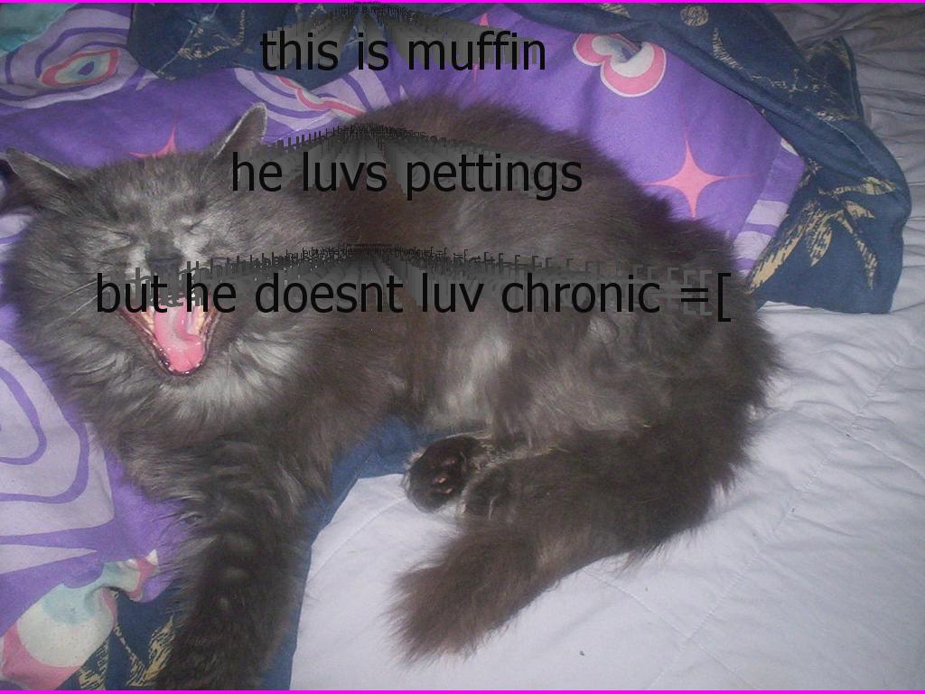 muffinkitten