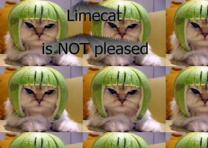 Limecat is NOT pleased