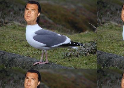 Steven Seagull (better gif)