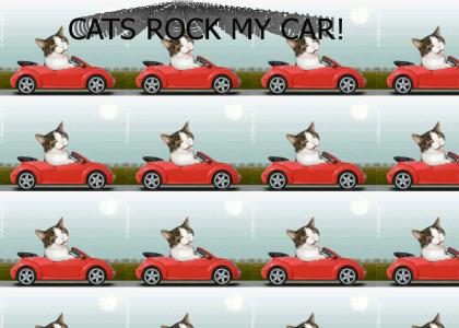 Cats Rock My VW Bug