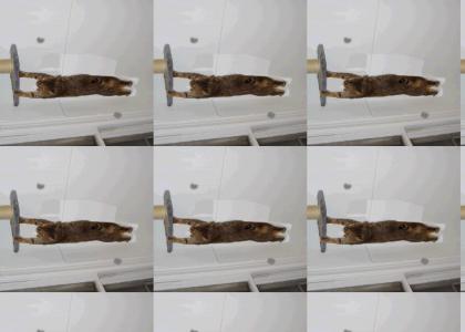 Gravity cat hangs on in wind tunnel