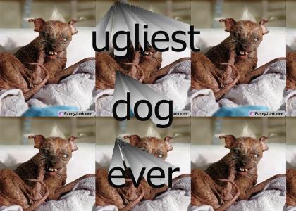 ugly dog