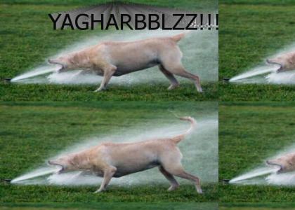 YAGHARBBLZZ