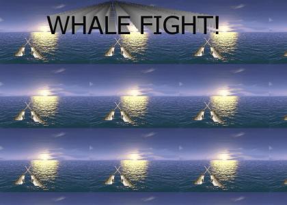 WHALE FIGHT!