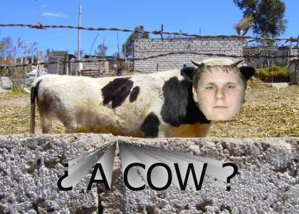 a cow?