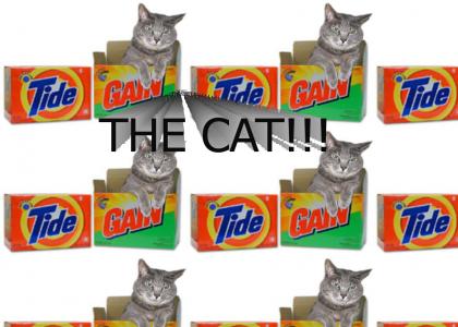 Detergent, detergent...THE CAT!