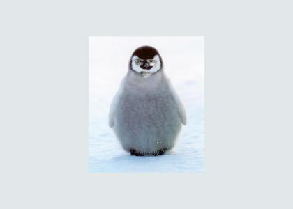 Mike Novick = Penguin?