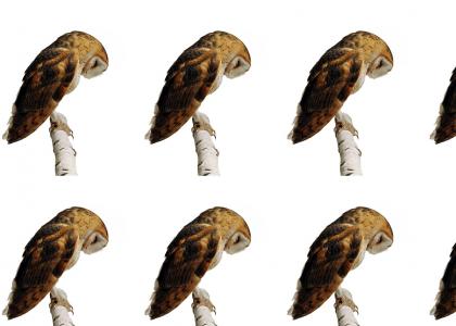 no owl