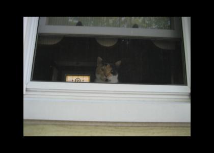 Window Cat Stares into your soul