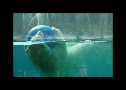 Polar bear still has a blue ball (The Death Version)