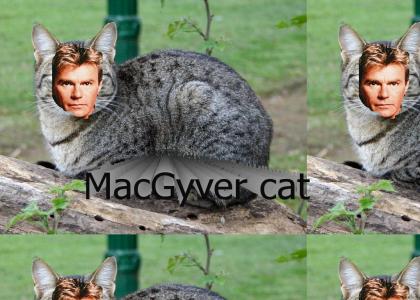 It's MacGyver cat!