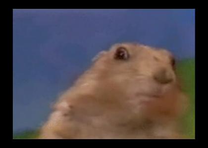 Dramatic Prairie Dog... Stares into your soul