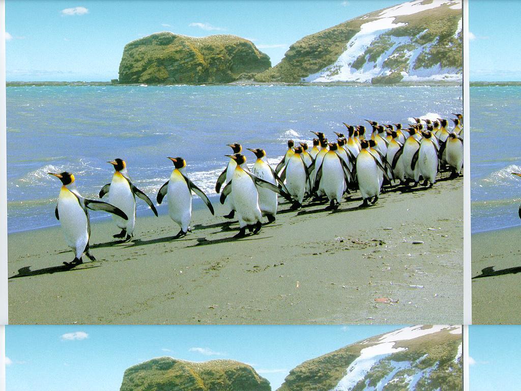 marchingpenguins