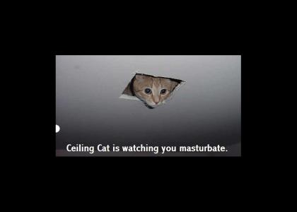 Ceiling Cat is Watching You!