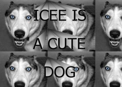 Icee is a cute dog
