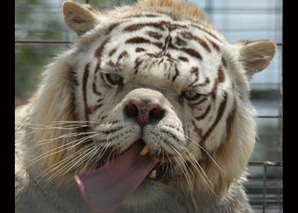Retarded Tiger Stares into Your Soul