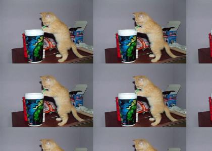kitten enjoys tasty drink (fixed sound)