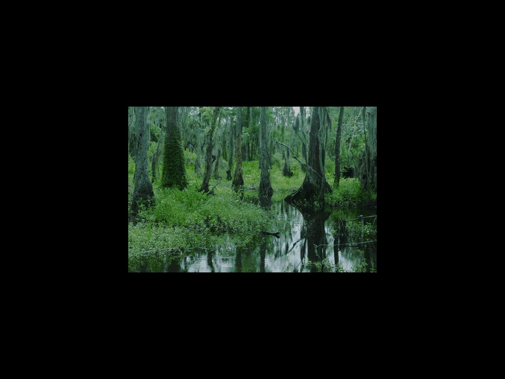 roflswamp