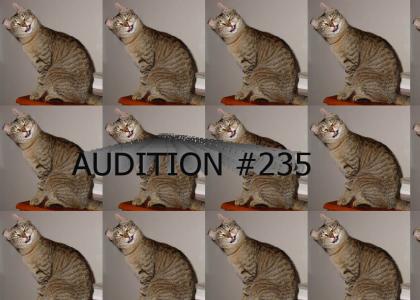 meow mix tryouts