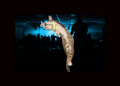 Cat Raver!