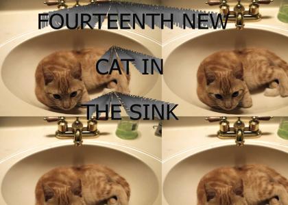 FOURTEENTH NEW CAT IN THE SINK