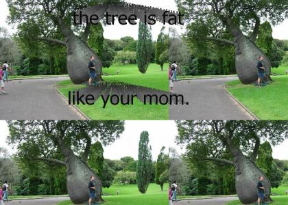 the tree is fat