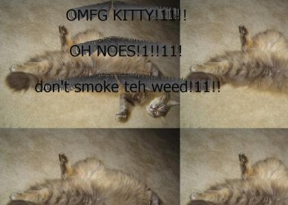 whoa kitty is teh natural high
