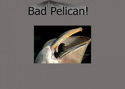 Bad Pelican