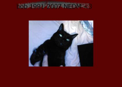 my cat 1991-2007