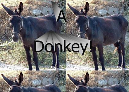 A Donkey!