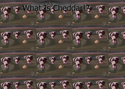 What Is Cheddar!?