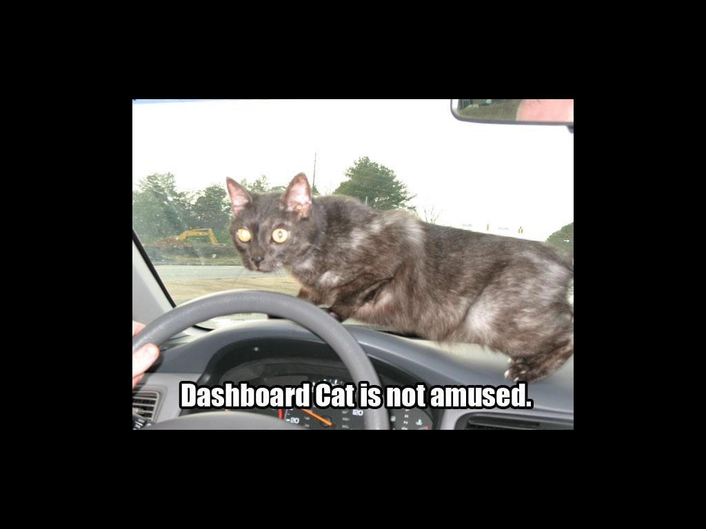 dashboardcat