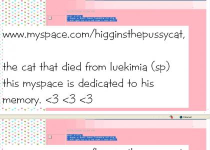 Myspace honors a dead cat