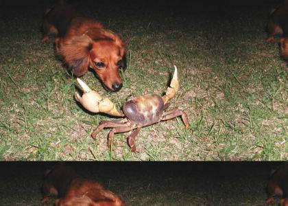 Real-life Crab Battle