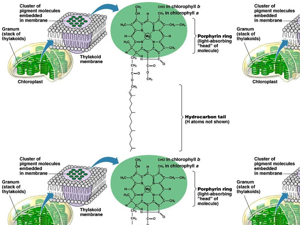 chlorophyll