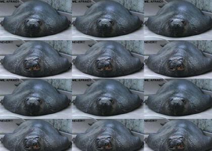 Walrus..is not afraid