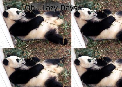 Panda Pats His Stomach