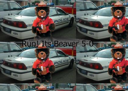 Beaver 5-0