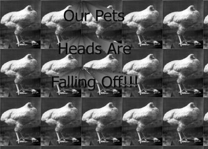 Our Pets Heads Are Falling Off