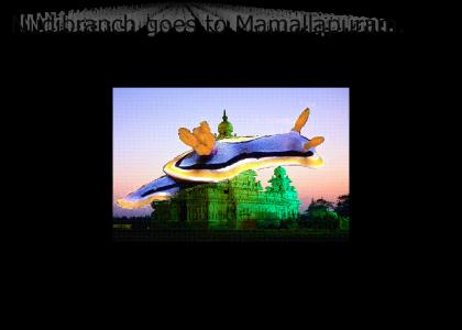 Nudibranch Goes to Mamallapuram