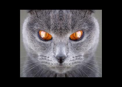This cat REALLY stares into your soul!
