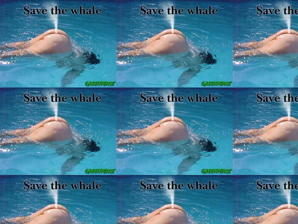 whalegotback