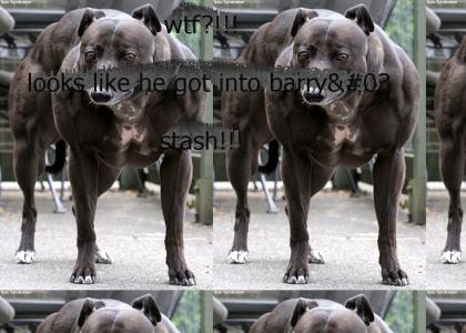 barry bonds' dog