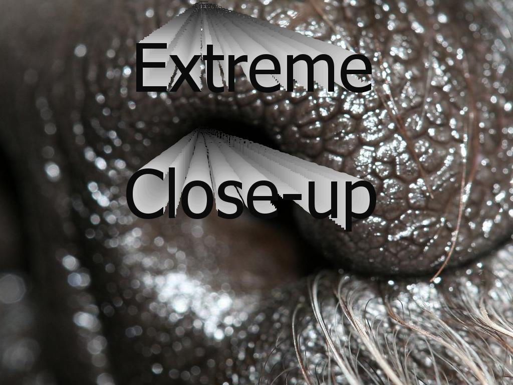 extreme-close-up