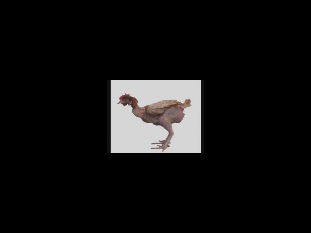 chicken-trot