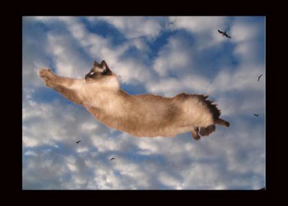 kitty can fly