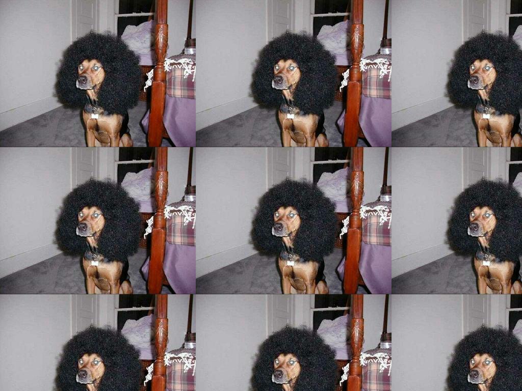 dogwithafro