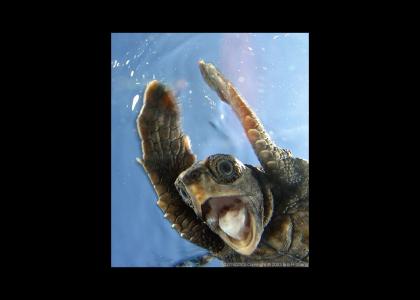 screaming turtle